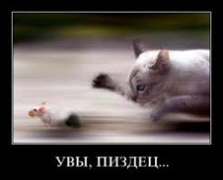Эти куски волосатой плоти решили составить конкуренцию КОТЕЙКАМ в интернете???Наивное мясо.