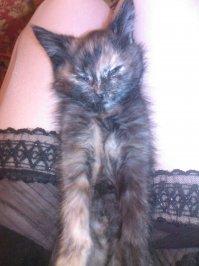 27 котов, уснувших в самых неподходящих местах 