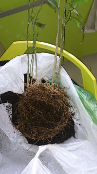 Вот что будет если в один горшок кучу косточек запихнуть. Корни заполнили весь горшок и лимоны начали сохнуть. После разделения некоторые выжили)))