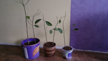 Вот что будет если в один горшок кучу косточек запихнуть. Корни заполнили весь горшок и лимоны начали сохнуть. После разделения некоторые выжили)))