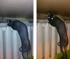 Животные, которые любят тепло больше всего на свете