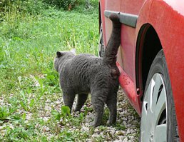 Нассу ка я ему на дверь, чтоб воняло в салоне.