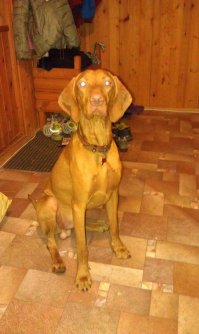 Слишком умный, чтобы кидаться на быков!