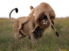 Моя жена мне вот так же лет 20 назад на голову приземлилась. До сих пор на голове сидит