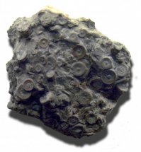 Петербургские археологи нашли на Камчатке окаменелые металлические зубчатые цилиндры, оказавшиеся деталями механизма. Их возраст 400 миллионов лет.