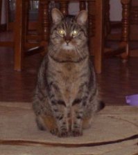 вот мой кот, только без лампы ;)