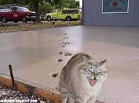 Фотобомбы и фотобомбочки с животными