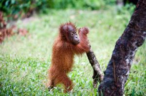 Больше похоже на железнодорожников - одни стрелочники )