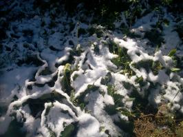 У нас ночью шел снег)))