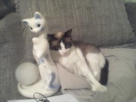 Бафена,так же откликается на Мурку, но  особенно хорошо - на хлопанье холодильника