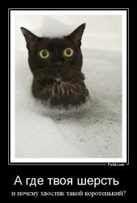 Животные в шоке