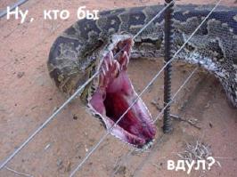  Картинки со смешными подписями