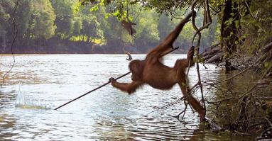 Романтическая ловушка для рыб 