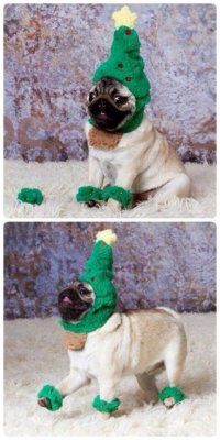 20 милых зверушек в новогодних свитерах