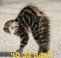 Котоспиритизм