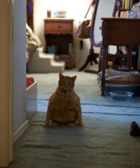 10 интересных фактов о кошках