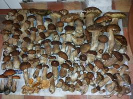 Как не сезон, вот мой урожай 03.06.2014 - это не фейк!