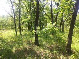 Автору большой респект за пост, но грибов не нашел потому что не в тот лес пошел, нужно искать в дубовой посадке. Выкладываю фотки где найдешь сейчас Белые 100%