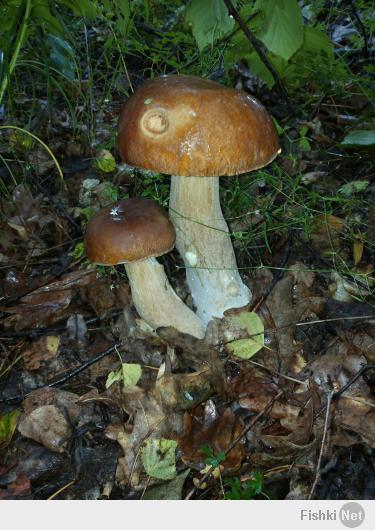 А вот моя походка в лес 03.06.2014!)) Тоже похвастаюсь. 12 кг Белых домой припер.