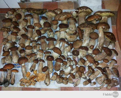 А вот моя походка в лес 03.06.2014!)) Тоже похвастаюсь. 12 кг Белых домой припер.