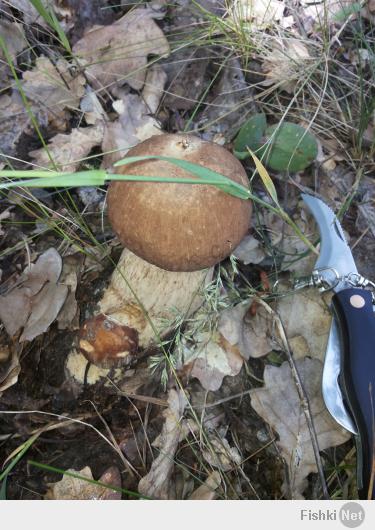 А вот моя походка в лес 03.06.2014!)) Тоже похвастаюсь. 12 кг Белых домой припер.