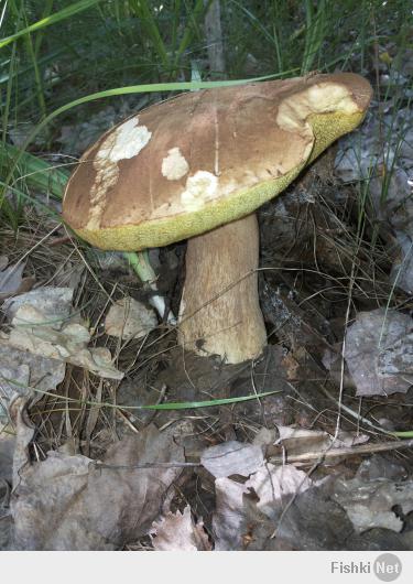 А вот моя походка в лес 03.06.2014!)) Тоже похвастаюсь. 12 кг Белых домой припер.