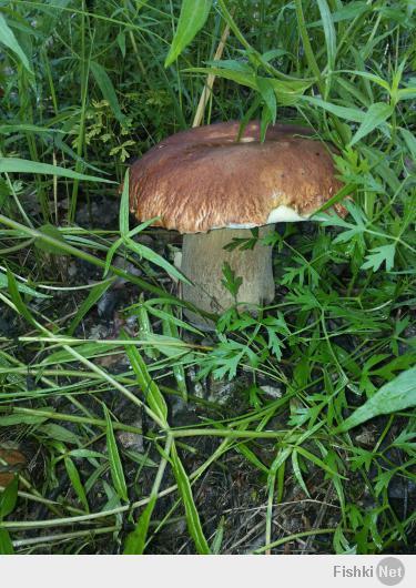 А вот моя походка в лес 03.06.2014!)) Тоже похвастаюсь. 12 кг Белых домой припер.