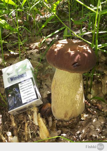 А вот моя походка в лес 03.06.2014!)) Тоже похвастаюсь. 12 кг Белых домой припер.