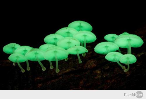 Гриб мицена вида Mycena Chlorophos — это один из 71 видов биолюминесцентных грибов, которые светятся зеленым светом.
Биолюминесцентные грибы растут в Малайзии, Индонезии, Бразилии, Мексике и Пуэрто-Рико, и отличаются мягким желто-зеленым свечением. Биолюминесцентность обусловлена веществом похожим на то, что присутствует у светлячков.