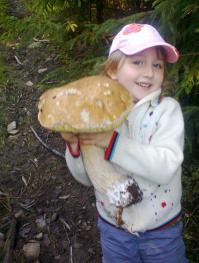 Так выглядит белый гриб весом 1,4 кг.