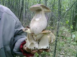 Грибной тетрис от природы