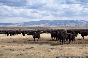 Если все коровы одинакового чёрного цвета ,тогда в середине шпионка?