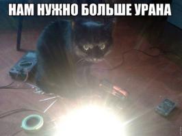 9 малоизвестных фактов о кошках.