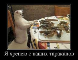 Гигантские речные раки Тасмании