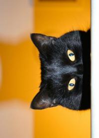 Умный котяра ; ))