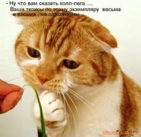 Фишкина солянка на 15.10.2014