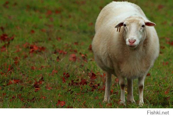 Настоящая женщина поступила бы именно так