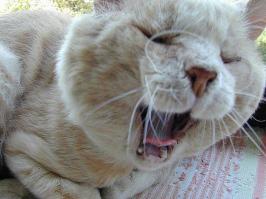 кисочки, мои любимые, обожаю кошечек