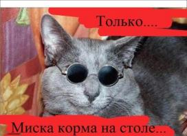 классные кисочки кстати на 9й сверху котик породы манчкин