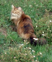 клёвый мэйнкунчик на последней фотке, вот ещё один