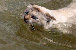 Влажные киски)