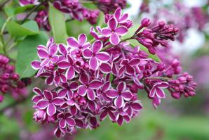 вот фоточка довольно редкого сорта сирени