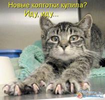 Смешные картинки с подписями 