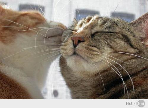 15 очаровательных поцелуев среди животных