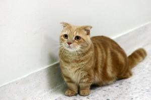 КИСУЛЕЧКИ!!!