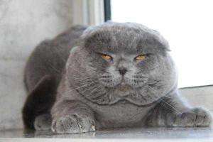 9 малоизвестных фактов о кошках.