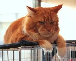 9 малоизвестных фактов о кошках.