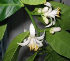 у нас кстати целое дерево дома растёт и плодоносит. Вот цветы лимона, пахнут как жасмин