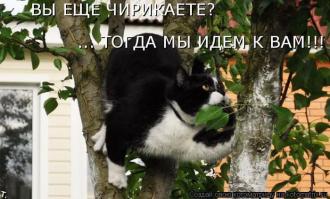 котеечки самые лучшие