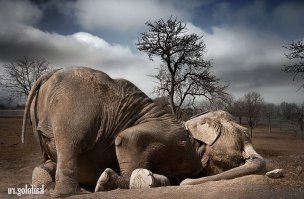 Спят усталые зверушки 